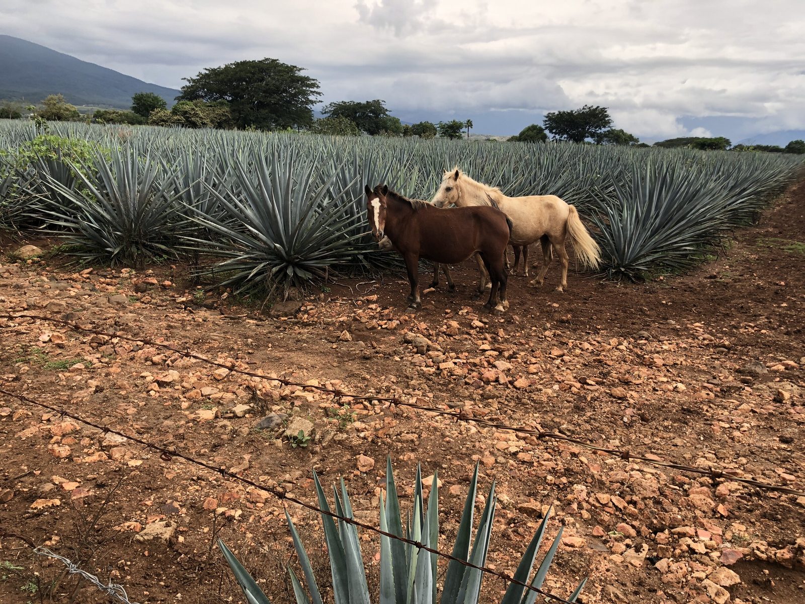 Horses among the agave fields of Jalisco