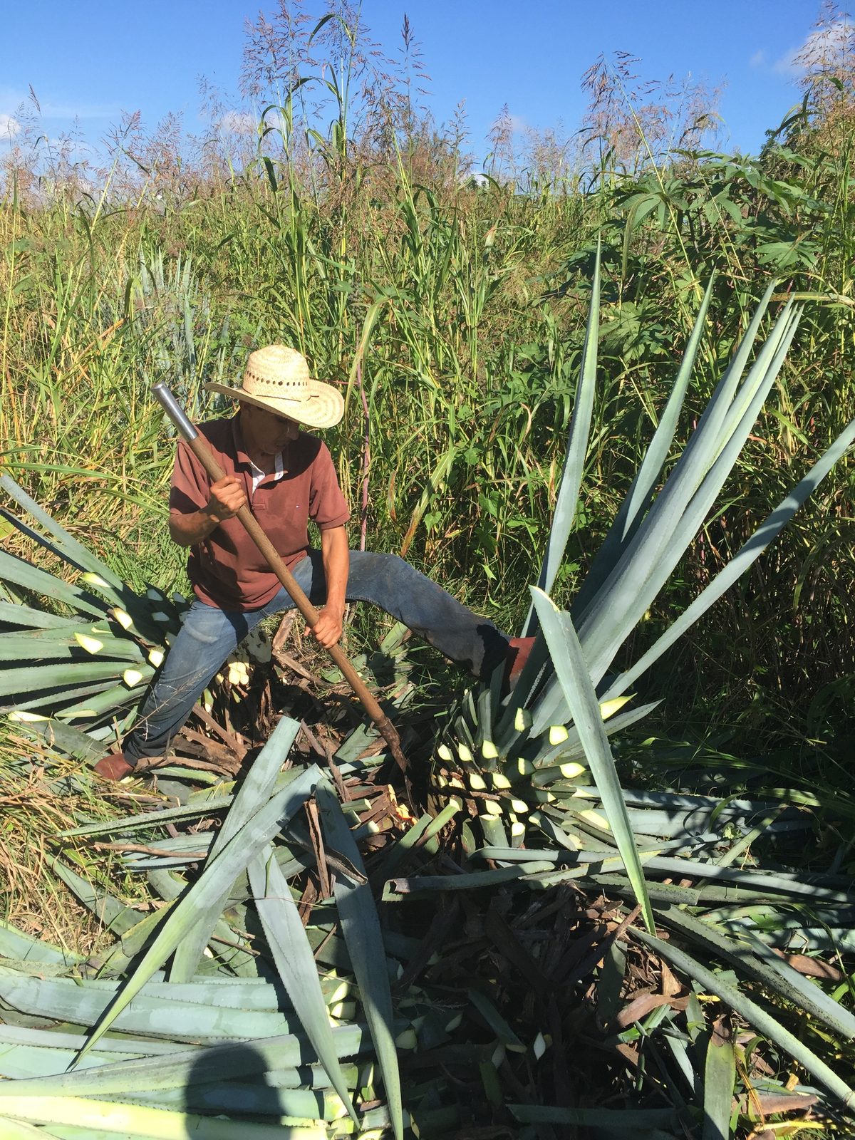 A jimador harvesting blue Weber agave