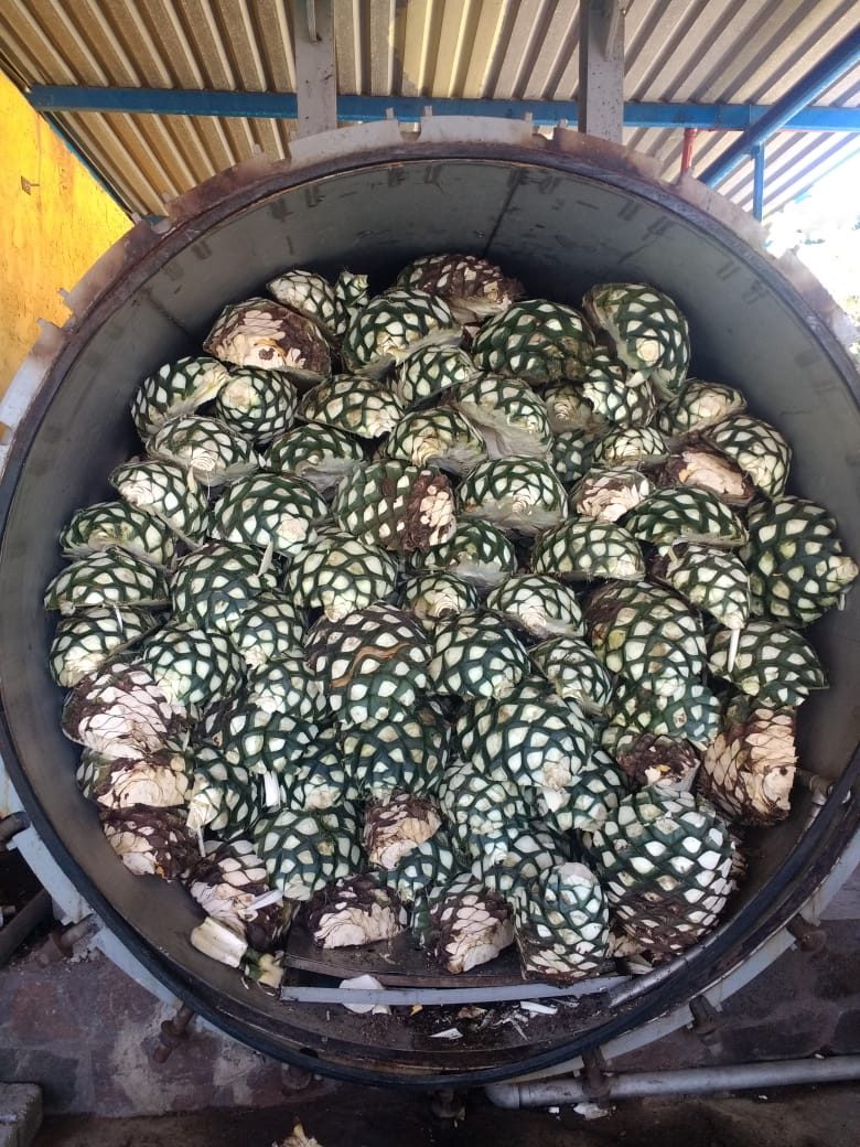 Agave piñas loaded into the oven